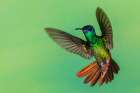 Golden-tailed sapphire, defensive flight in Northern Peru Art Print